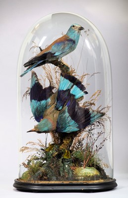 Lot Taxidermy: A European & Lilac-Breasted Roller...