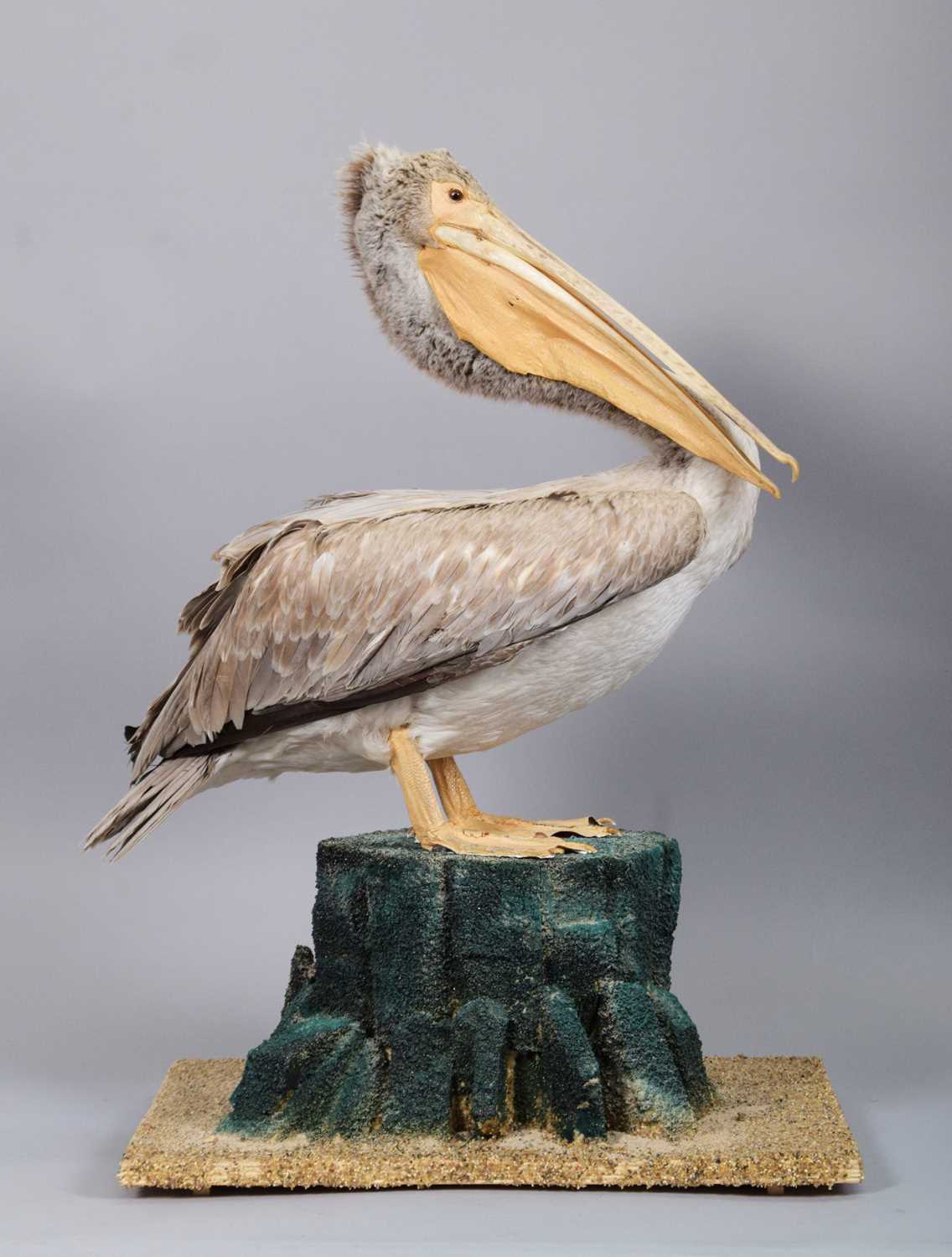 Lot Taxidermy: A Pink-Backed Pelican (Pelecanus...