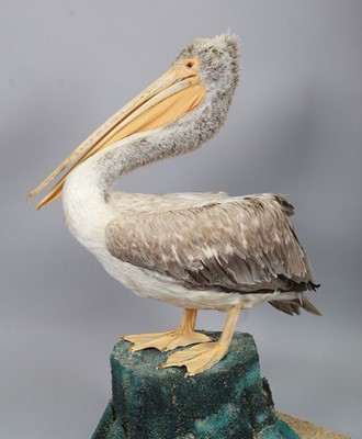 Lot Taxidermy: A Pink-Backed Pelican (Pelecanus...