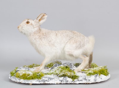 Lot Taxidermy: A Scottish Mountain Hare (Lepus...