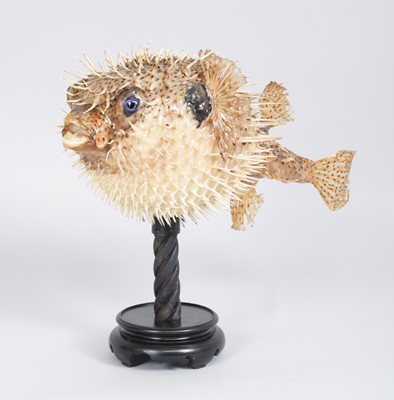 Lot Taxidermy: A Porcupine Puffer Fish, modern, a...