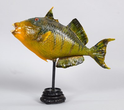 Lot Taxidermy: A Preserved Triggerfish, modern, a...