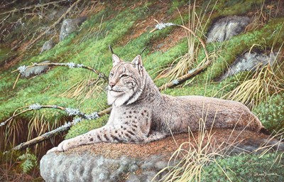 Lot 1068 - Hans Bulder (b.1953) Lynx at rest on a boulder...