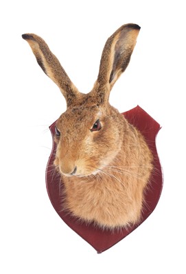 Lot Taxidermy: A European Hare Mask (Lepus...