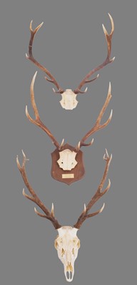 Lot 1242 - Antlers/Horns: Three Sets of Scottish Deer...