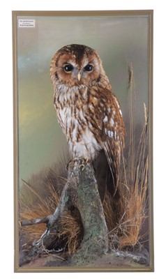 Lot 116 - Taxidermy: A Cased Tawny Owl (Strix aluco),...