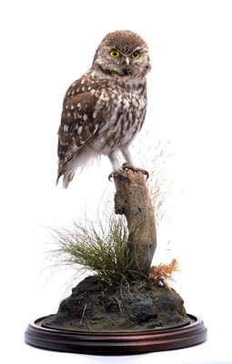 Lot 117 - Taxidermy: A European Little Owl (Athene...