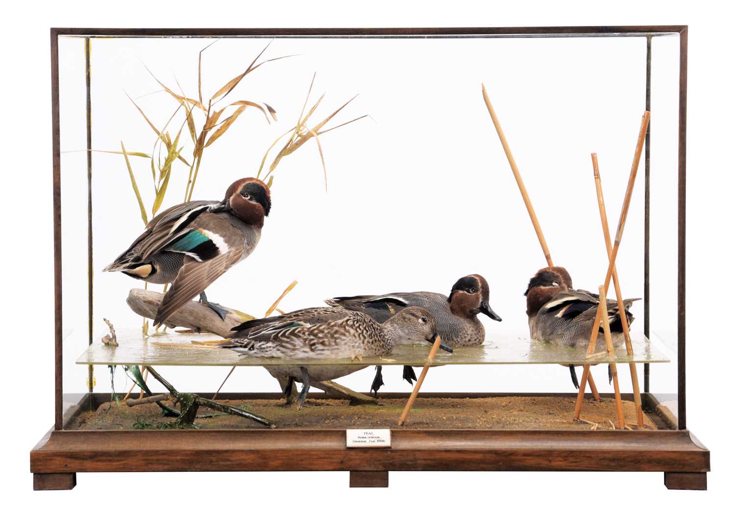 Lot 247 - Taxidermy: A Cased Diorama of European Teal...