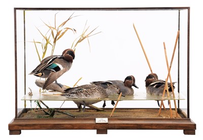 Lot Taxidermy: A Cased Diorama of European Teal...
