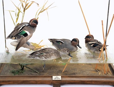 Lot 247 - Taxidermy: A Cased Diorama of European Teal...