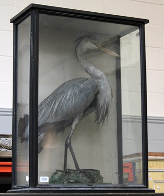 Lot 1128 - Taxidermy: A Late Victorian Cased Grey Heron...