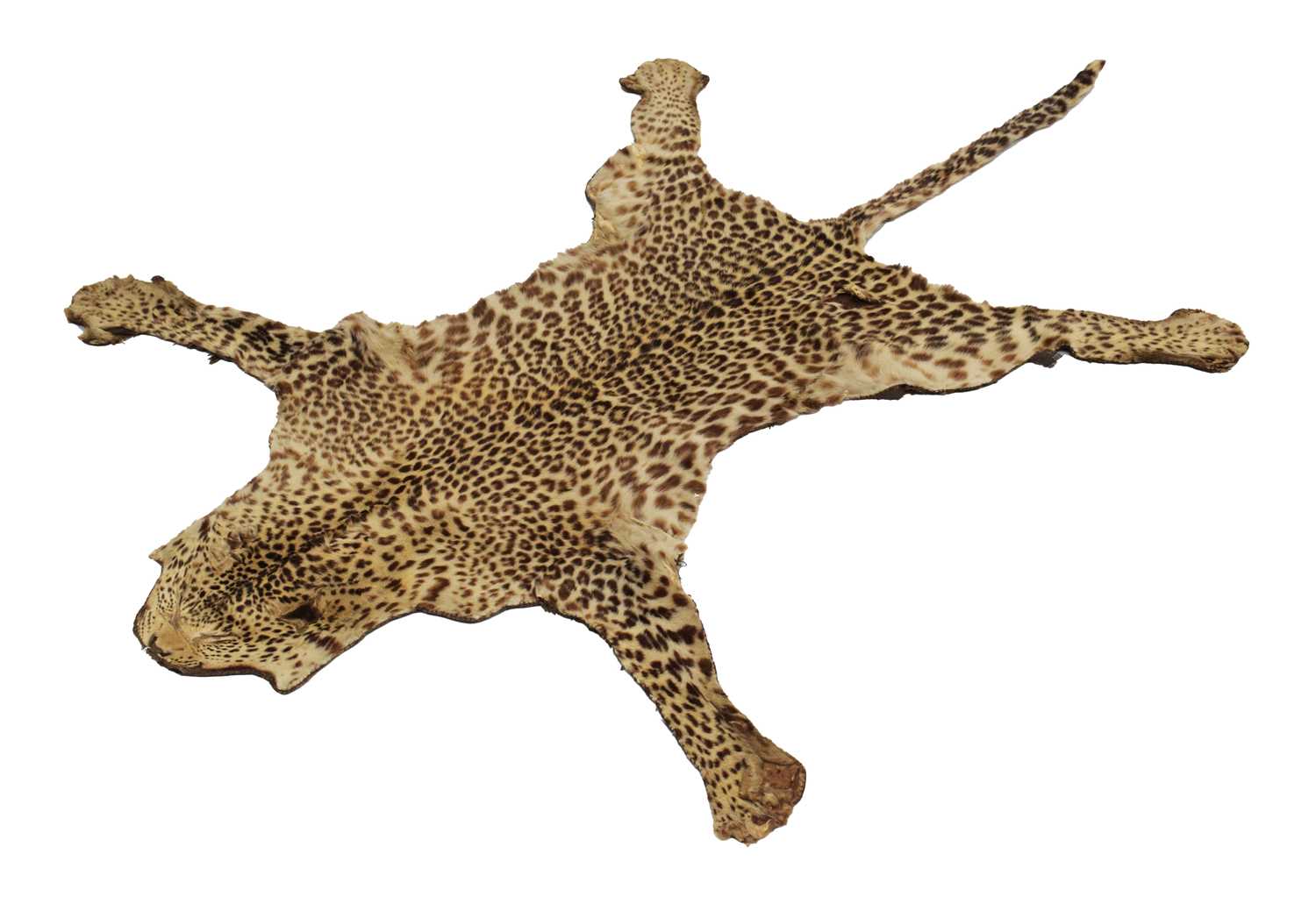 Lot 276 - Taxidermy: A Leopard Skin Rug (Panthera