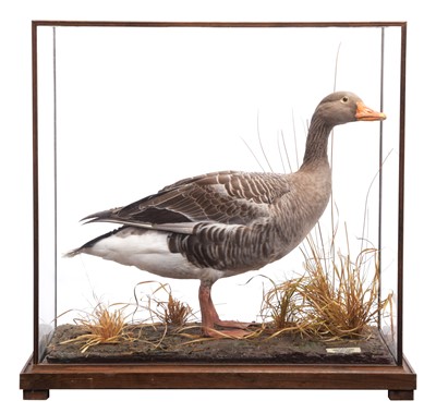 Lot Taxidermy: A Cased Greylag Goose (Anser anser),...