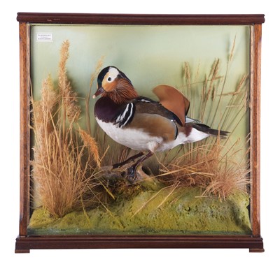 Lot Taxidermy: A Cased Mandarin Duck (Aix...