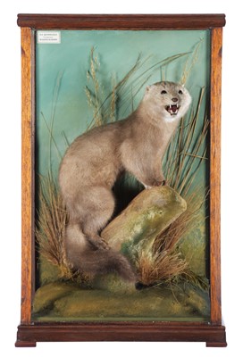Lot Taxidermy: A Cased American Silver Mink...