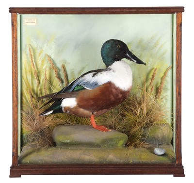 Lot Taxidermy: A Cased Northern Shoveler Duck...