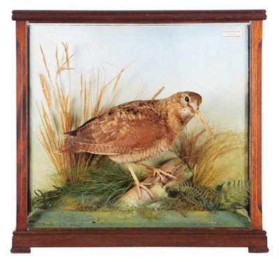Lot Taxidermy: A Cased Woodcock (Scolopax...