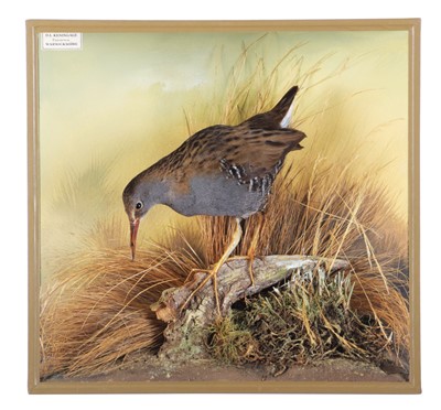 Lot Taxidermy: A Cased Water Rail (Rallus...