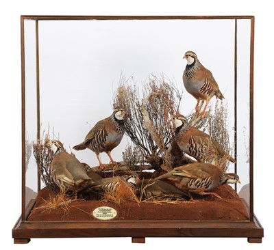 Lot Taxidermy: A Diorama of Red-legged Partridge...