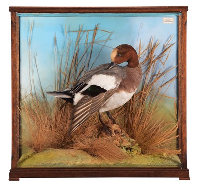 Lot Taxidermy: A Cased Wigeon (Anas penelope),...