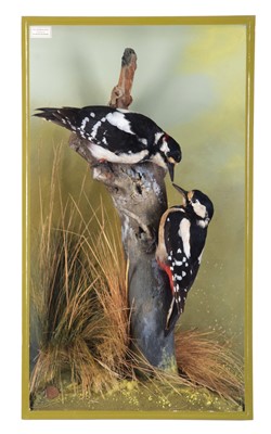 Lot Taxidermy: A Cased Pair of Great Spotted...