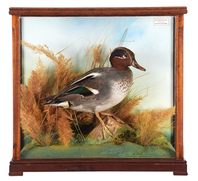 Lot Taxidermy: A Cased Teal (Anas crecca), late...