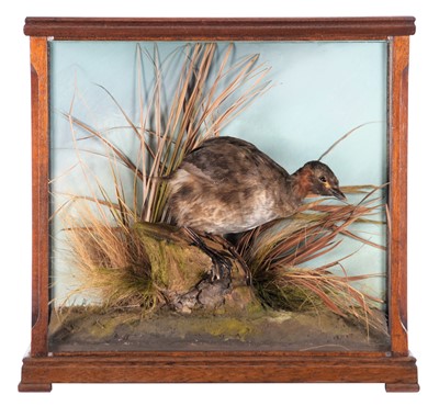 Lot Taxidermy: A Cased Little Grebe (Tachybaptus...