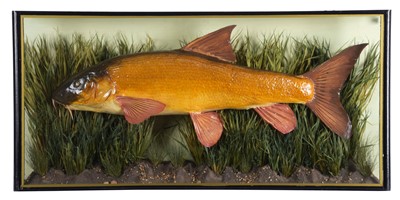 Lot Taxidermy: A Cased Common Barbel (Barbus...