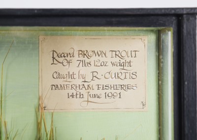 Lot Taxidermy: A Cased Record Sized Brown Trout...