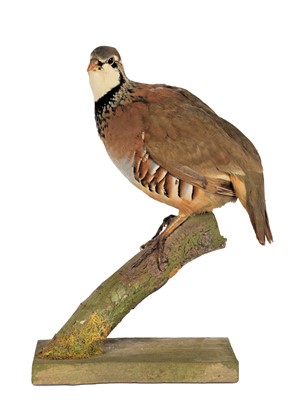 Lot 1124 - Taxidermy: A Red-legged Partridge (Alectoris...