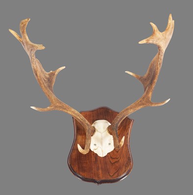 Lot 1142 - Antlers/Horns: A Set of European Fallow Deer...