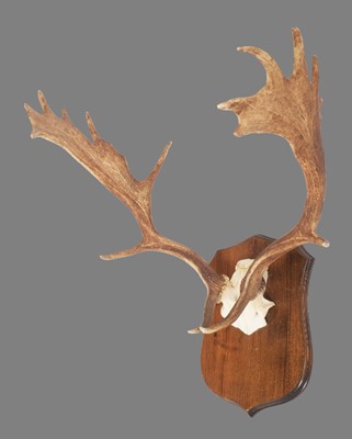 Lot 1134 - Antlers/Horns: A Set of European Fallow Deer...