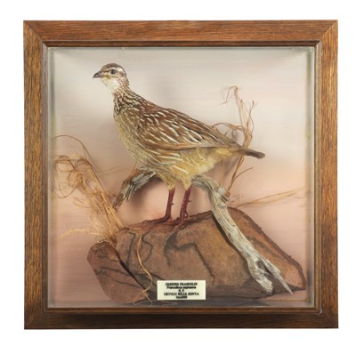 Lot Taxidermy: A Wall Cased Crested Francolin...