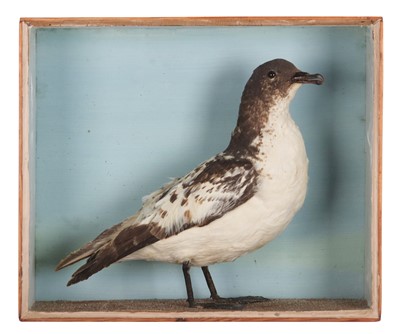 Lot Taxidermy: A Late Victorian Cape Petrel...