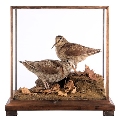 Lot Taxidermy: A Cased Short-billed Woodcock &...