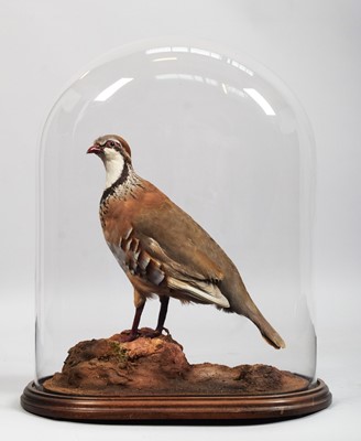 Lot 1367 - Taxidermy: A Red-legged Partridge Under Dome...