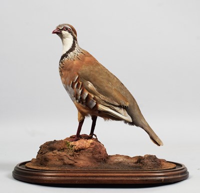 Lot 1274 - Taxidermy: A Red-legged Partridge Under Dome...