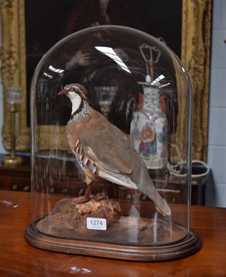 Lot 1274 - Taxidermy: A Red-legged Partridge Under Dome...