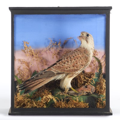 Lot 1139 - Taxidermy: A Late Victorian Cased Common...