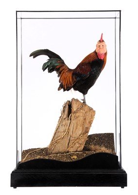 Lot 177 - Taxidermy: A Cased Hyper-Realism Cockerel Man...