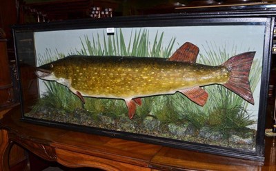 Lot 663 - A model of a Pike in a glazed case