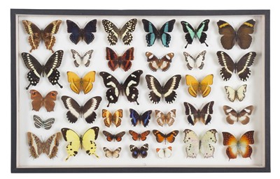 Lot Entomology: A Single Glazed Display of African...