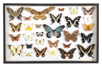 Lot Entomology: A Single Glazed Display of African...