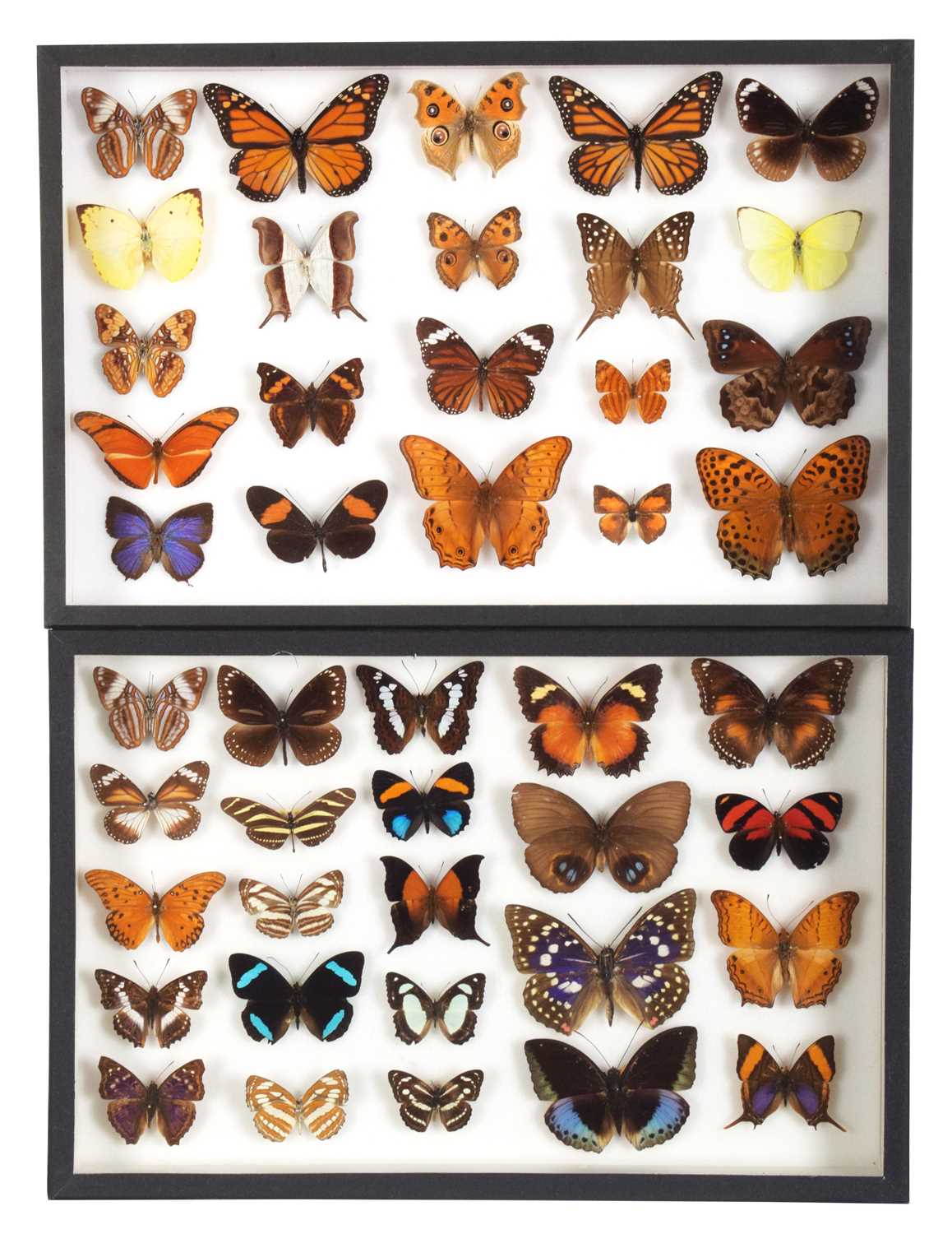 Lot 82 - Entomology: A Pair of Glazed Tropical...