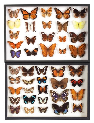 Lot Entomology: A Pair of Glazed Tropical...