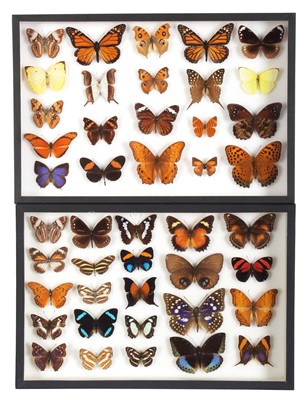 Lot 82 - Entomology: A Pair of Glazed Tropical...