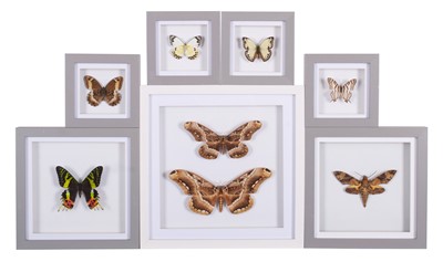 Lot Entomology: A Group of Framed Butterflies and...