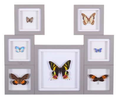 Lot 98 - Entomology: A Group of Framed Butterflies and...