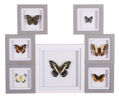 Lot Entomology: A Group of Framed Butterflies,...