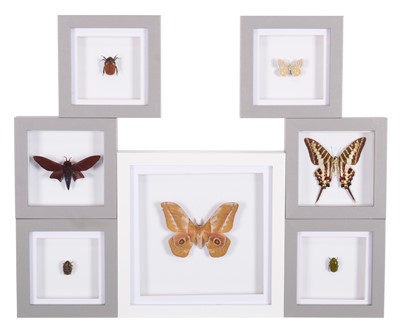 Lot Entomology: A Group of Framed Moths and...